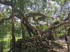 -小洲村