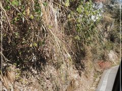 -长沙黑麋峰国家森林公园