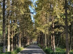 -昆山城市生态森林公园