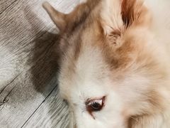-小时光咖啡馆(北锣鼓巷店)