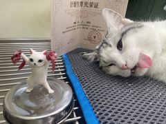 -悦宠凯宝动物医院·牙科·皮肤科(朝阳北路店)