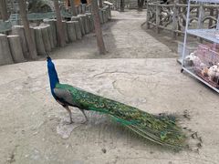 -昆山城市生态森林公园