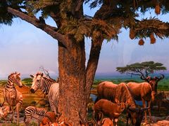 -国家自然博物馆