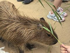 -西霞口神雕山野生动物世界