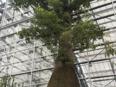 -南山植物园