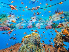 -海合安成都极地海洋公园