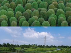 -花开海上生态园