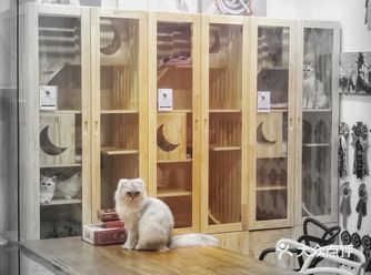当然，也有不同品种的猫猫出售