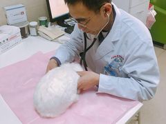 -北京观赏动物医院·24小时大型综合·猫专科·异宠专科