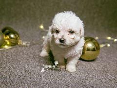 -超宠爱宠物摄影-Super pet