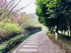 -铁山坪森林公园