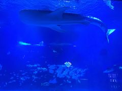 -烟台海昌鲸鲨海洋公园