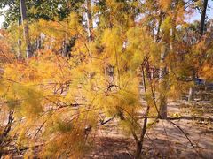 -大兴滨河森林公园