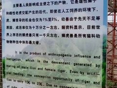 -横道河子东北虎林园
