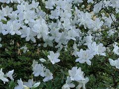 -杭州植物园