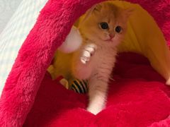-欣宠猫屋·矮脚拿破仑·蓝金金渐层