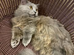 -momokira米努特·德文卷毛猫·棉花面纱犬
