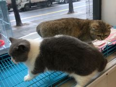 -傲雄·叮叮宠物(新华路店)