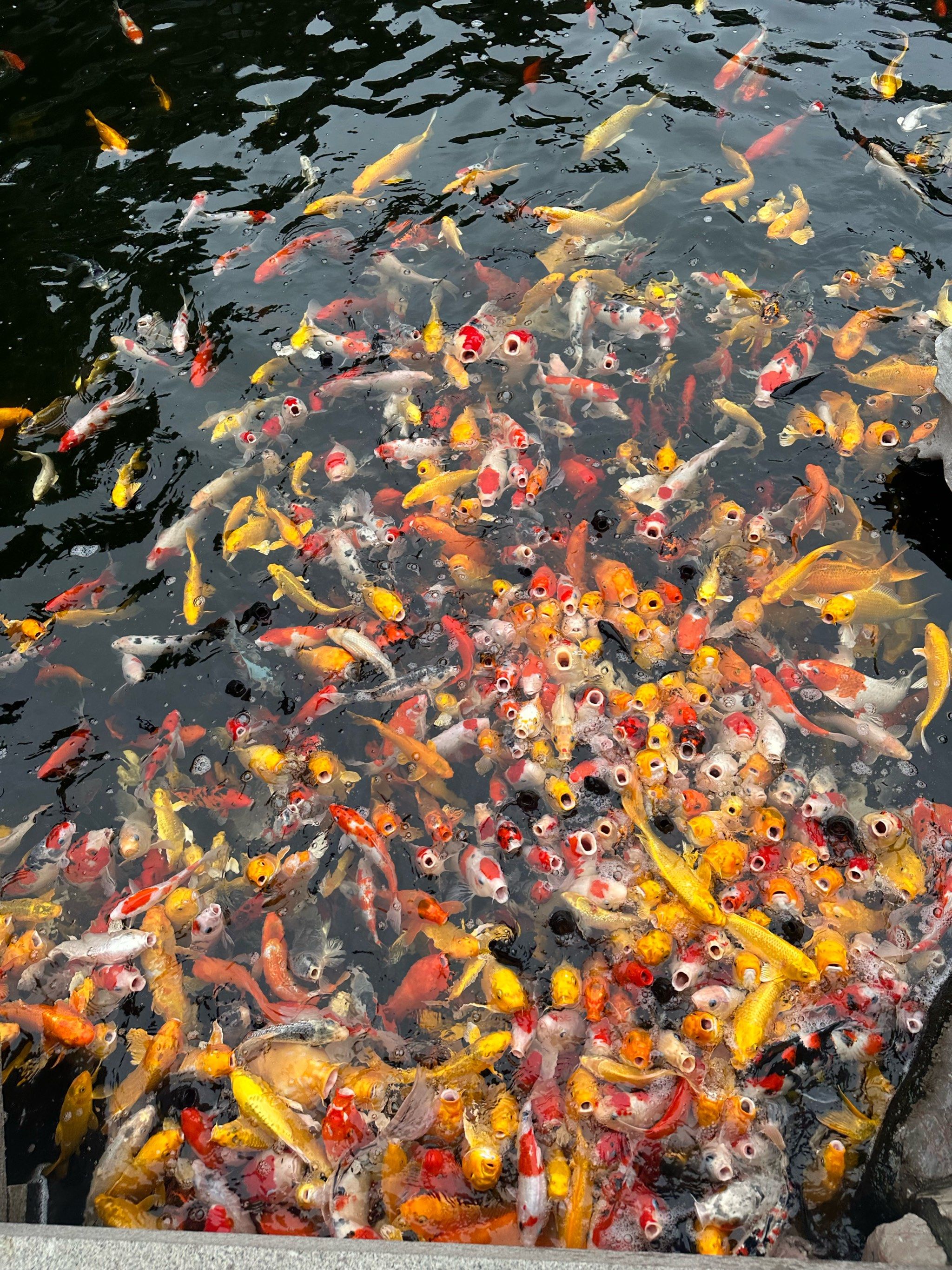 大自然的调色板,锦鲤游