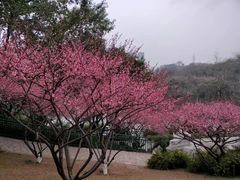 -重庆彩云湖湿地公园
