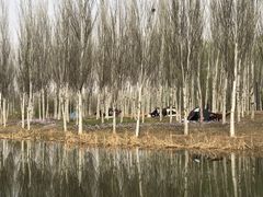 -东郊湿地公园
