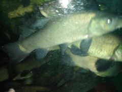 -姚记抚仙湖石锅鱼庄