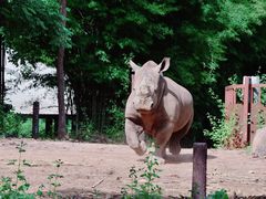 -清迈夜间动物园