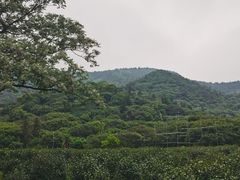 -树山生态村