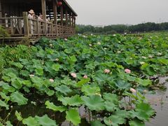 -荷塘月色湿地公园·向阳花洲