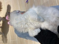 -momokira米努特·德文卷毛猫·棉花面纱犬
