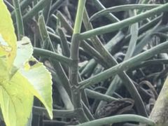 -东莞植物园