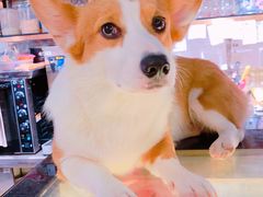 -more than meow吴止猫主题餐厅(承德 中船汇店)