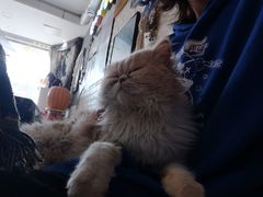 -平行世界·猫咖(首经贸店)