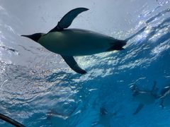 -珠海长隆海洋王国