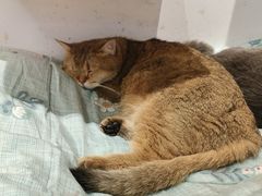 -COLOR PETS 撸猫馆·购猫·猫咖(长风大悦城店)