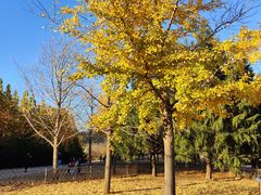 -北京西山国家森林公园