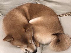 -柴迷FANS CLUB·柴犬狗咖·猫咖
