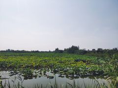 -泗洪洪泽湖湿地景区