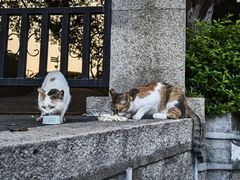 -猫岛主趣味餐厅(鼓浪屿店)