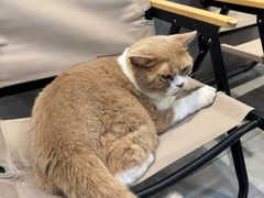 -伟伟宠物医院·CT影像中心·瑞派犬猫综合性门诊(汉口总院)