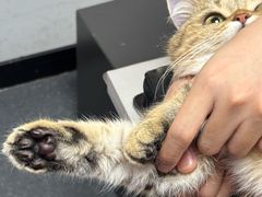 -伟伟宠物医院·CT影像中心·瑞派犬猫综合性门诊(汉口总院)