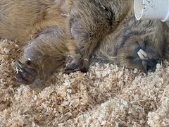 -怪兽屋·羊驼·猫咖·狗咖(俊华广场店)