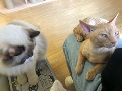 -猫和宫(六道口店)