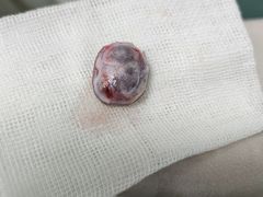 -北京观赏动物医院·24小时大型综合·猫专科·异宠专科