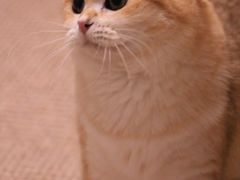 -猫大福·Fortune Cat猫舍(百子湾店)