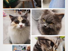 -团子家猫咪猫咖馆·柯基·柯尔鸭