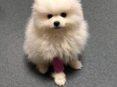 -爱侣宠医·鹦鹉专科·小型哺乳类·异宠专科(灵石路店)