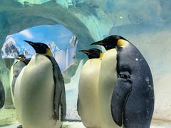 -海合安成都极地海洋公园