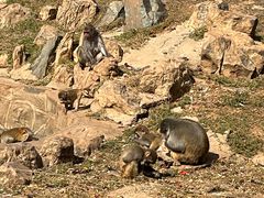 -石家庄市动物园