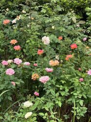 -安琪朵朵独栋花园月子中心
